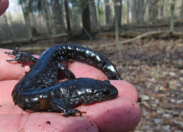 Smallmouth Salamander